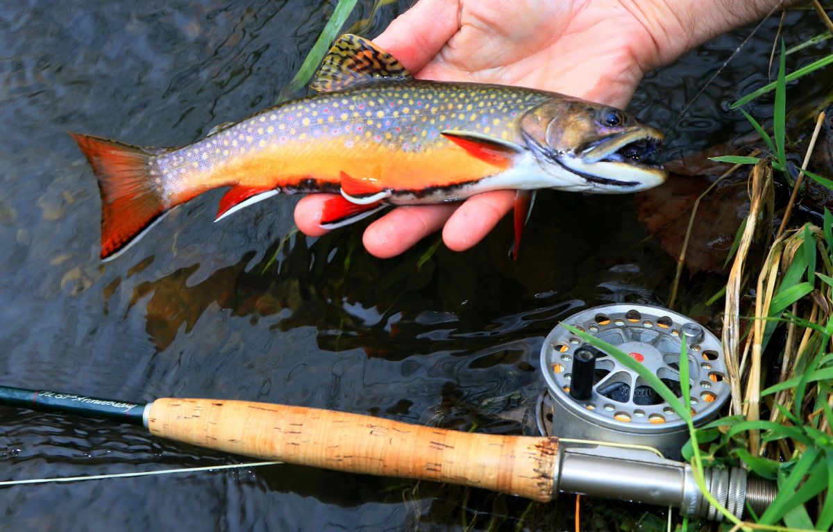 Native Brook Trout Caught Fly Fishing