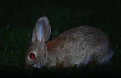 Night Eyes Night Hike