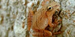 Spring Peepers