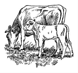 Livestock Grazing at Kindlespire - Heissel Addition