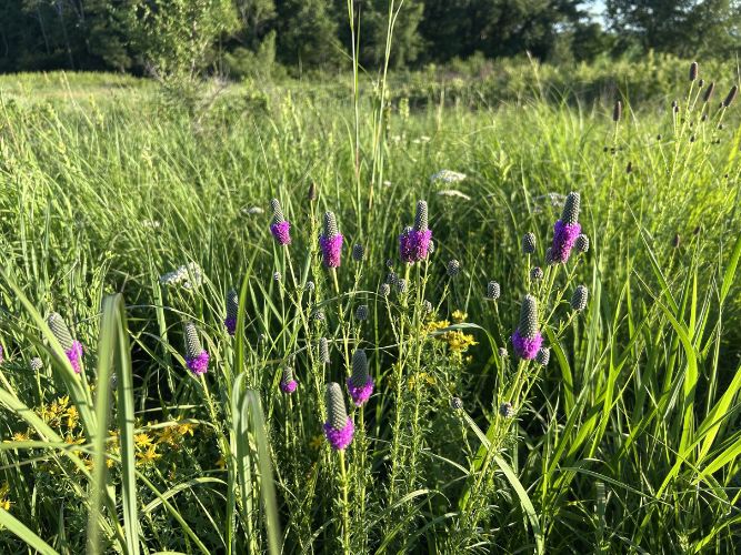 Bearbower Sand Prairie - Purple Prairie Clover (Dalea purpurea)