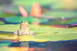 ECO-EXPLORERS: FROGS AND FRIENDS