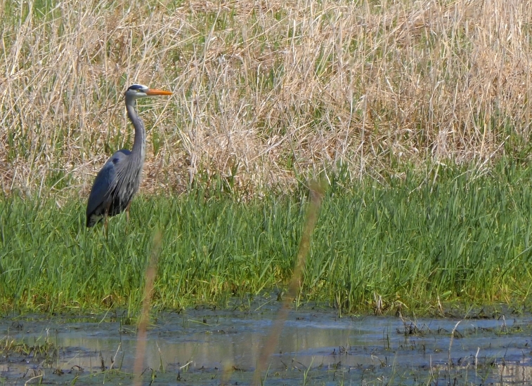 Great Blue Heron