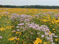 Homeschool Nature Adventures - Prairie Flowers