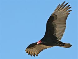 Nature Adventures for Homeschoolers - Nature's Oddities