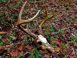 Animal Skull Hunt