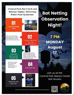 Bat Netting Observation Night