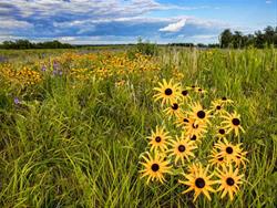 Brown Bag Bunch - Prairie in Bloom - A Wildflower Walk at Marietta