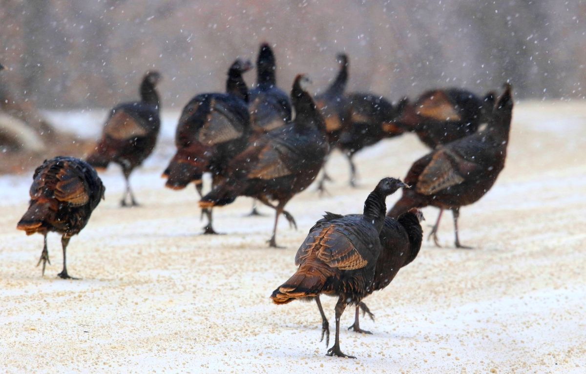 Wild turkey flock in Ludwig Park