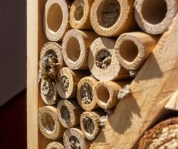 Insect Hotels