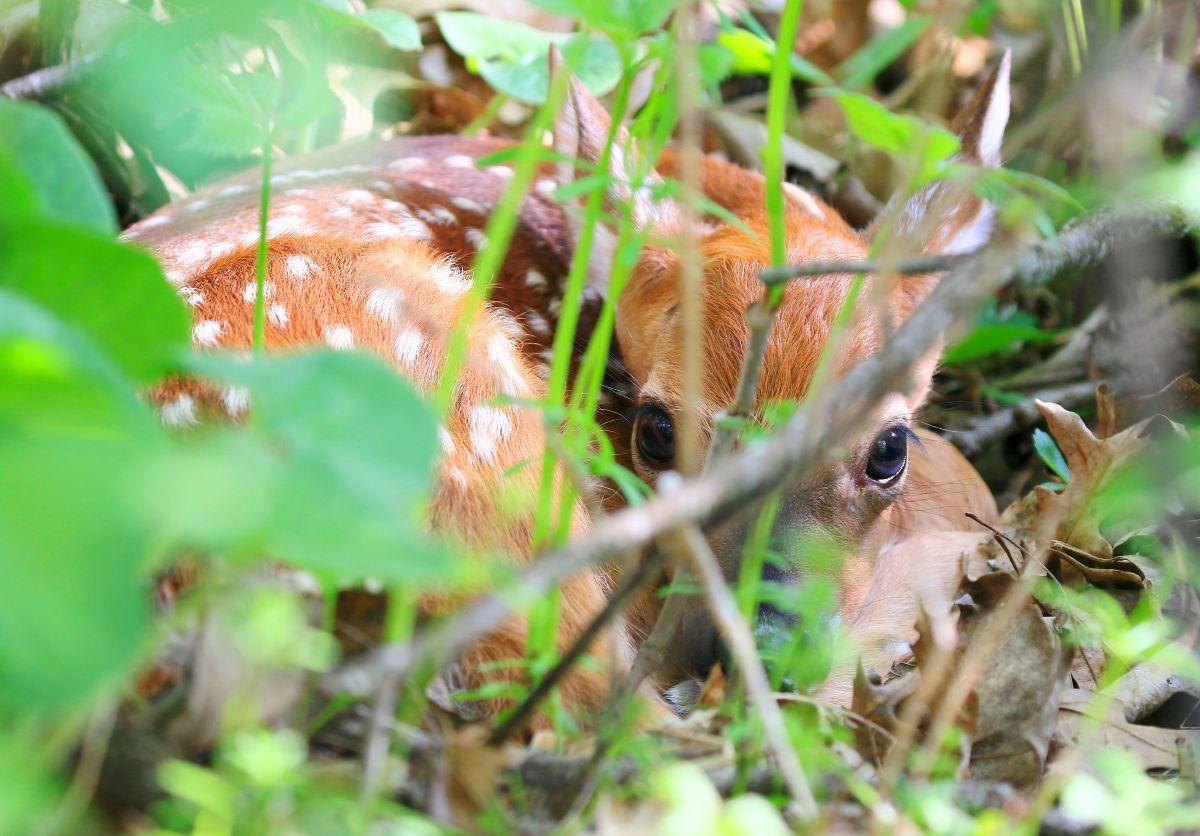 Deer fawn at Black Oak Hollow
