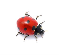 Home School - Insects and Spiders PM - FREE