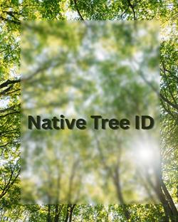 Native Tree ID