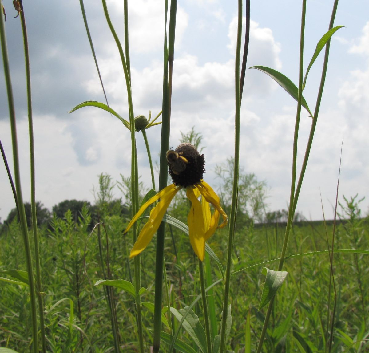 Jerico Bee On Gray-Headed coneflower