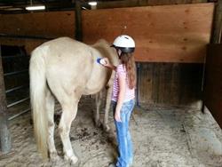 FULL- “Introduction to Horses”, Beginner Riding Camp- Ages 8 to 12