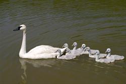 Trumpeter Swans at Moorehead Park