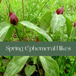 Spring Ephemeral Hike - Cangleska Wakan