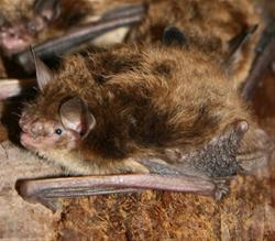 Bats of Iowa:  Myth vs. Reality