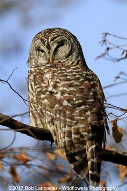 New Moon Owl Hike