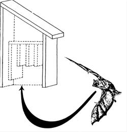 Bat House Building Program