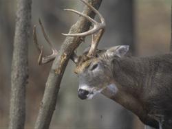 Deer Antler Shed Hike