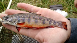 O.W.L.S. - Dan Kirby - Iowa Fish and Fishing - A Review by Dan Kirby, IDNR, Fisheries Biologist