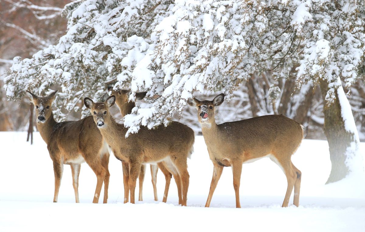 White-tailed deer in the snow