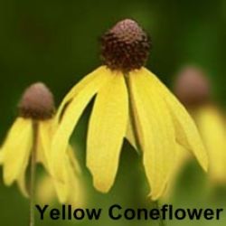 OWLS Program "Nature: A Native Plant Walk & Drawing Session"