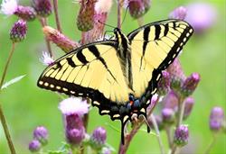 All About Butterflies