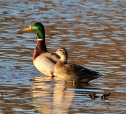 FIRST TUESDAY BIRDING HIKE SERIES - WANATEE PARK