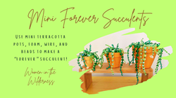 Women in the Wilderness: Mini Forever Succulents