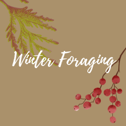 Winter Foraging Hike