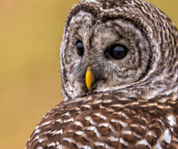 Birds of Prey: Live & Up Close