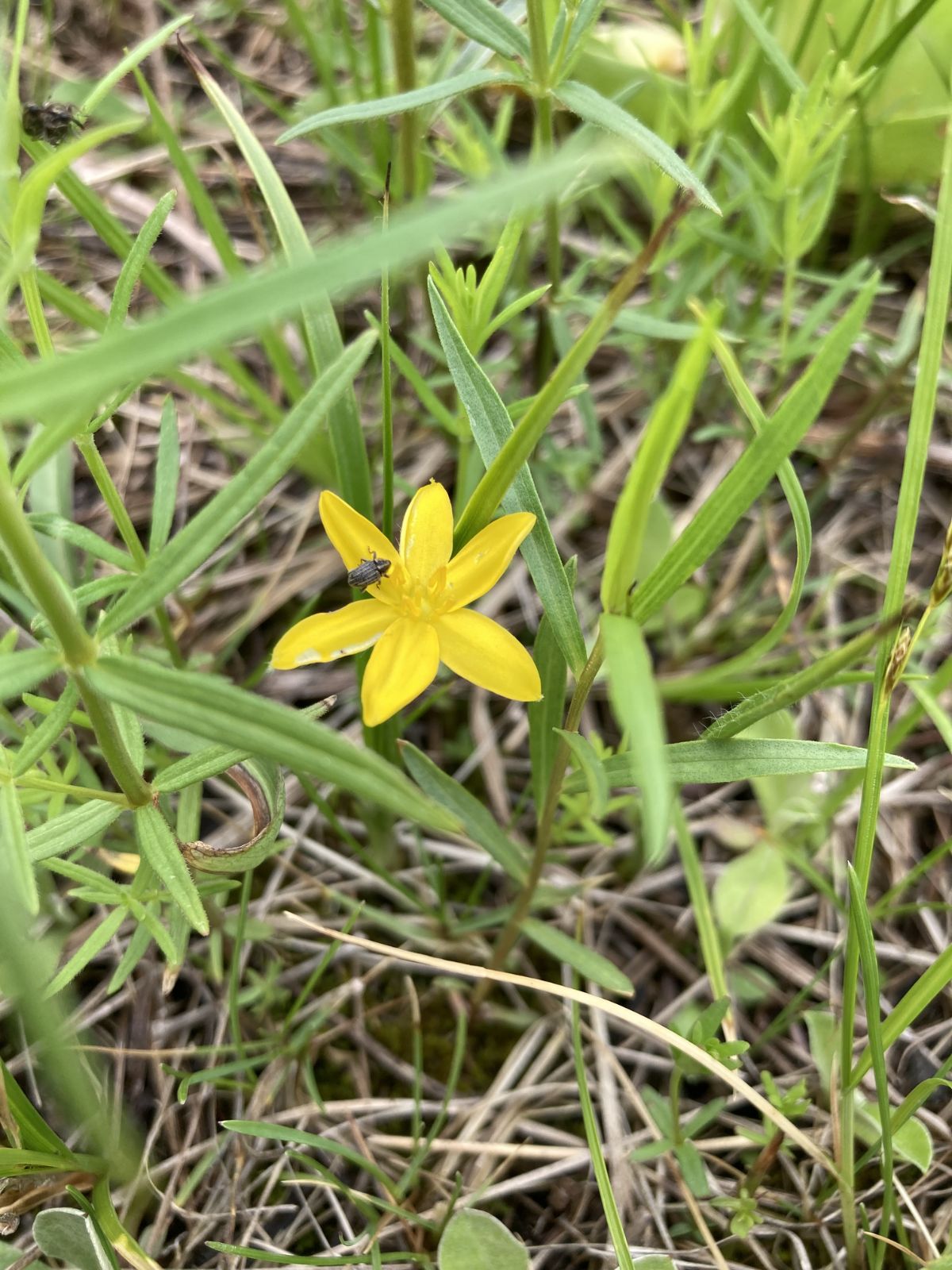 Bryantsburg Prairie Preserve - Yellow Star Grass (Hypoxis hirsuta)