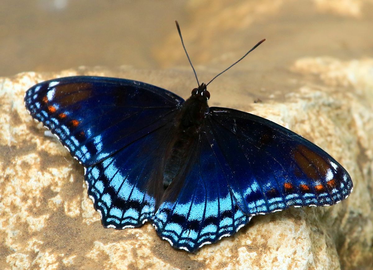 Butterfly on a rock at Bluffton Bluffs