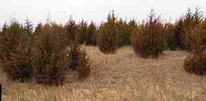 2024/ 2025 Tree Order Availability and Prices