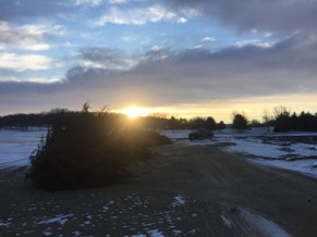 More Structure Piles added to Littlefield Lake!