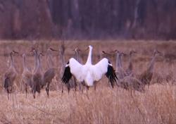 Iowa Birding Big Year Presentation