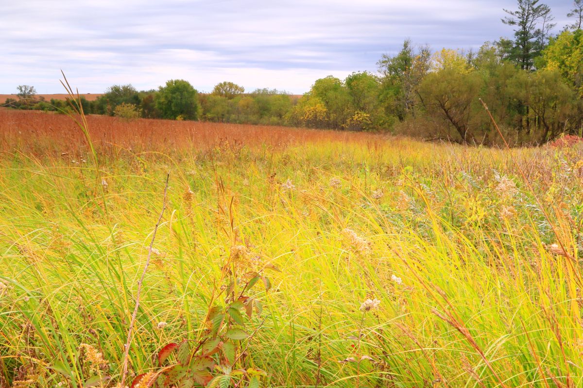 Fall color at Chipera Prairie