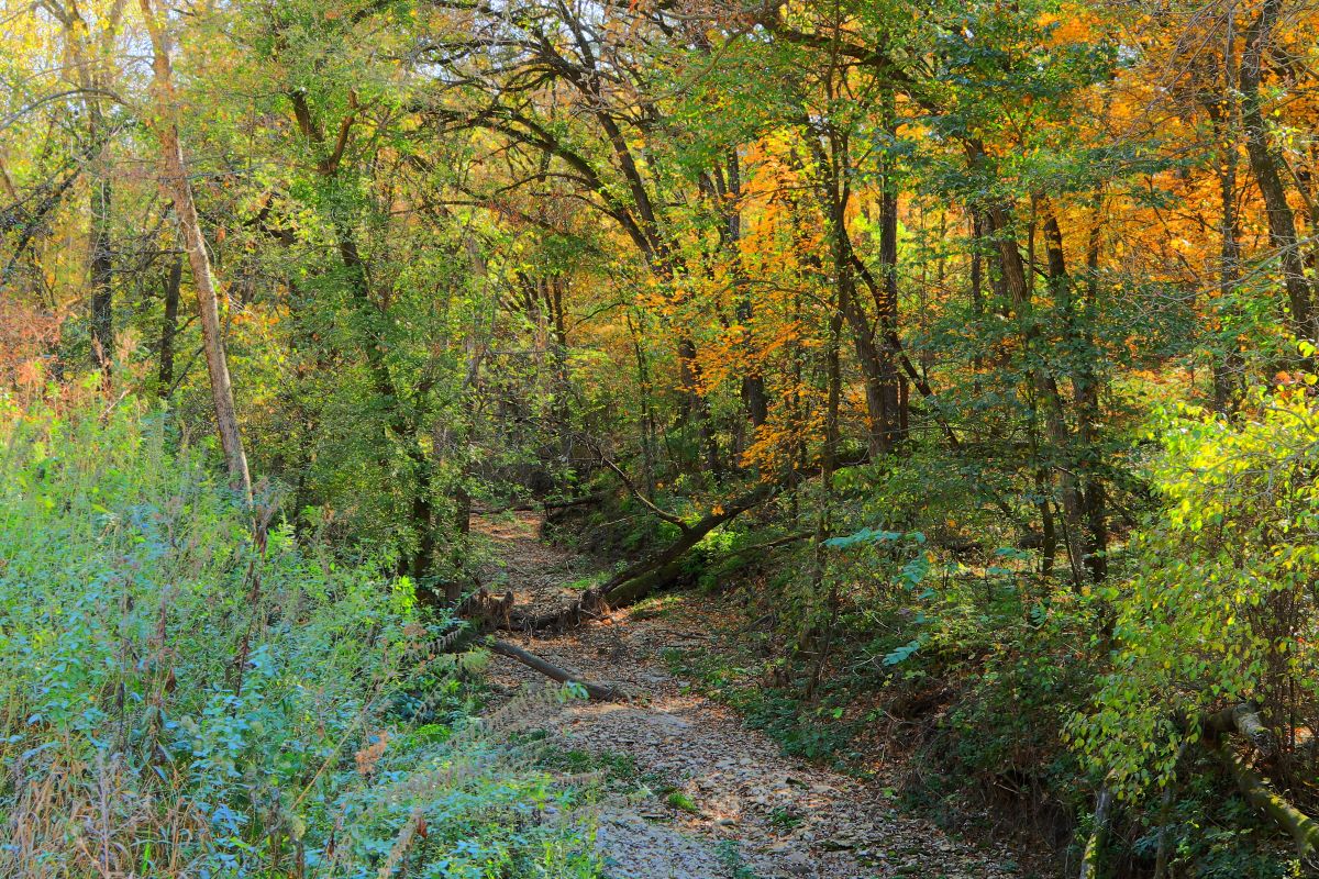 Woodlands in Black Oak Hollow