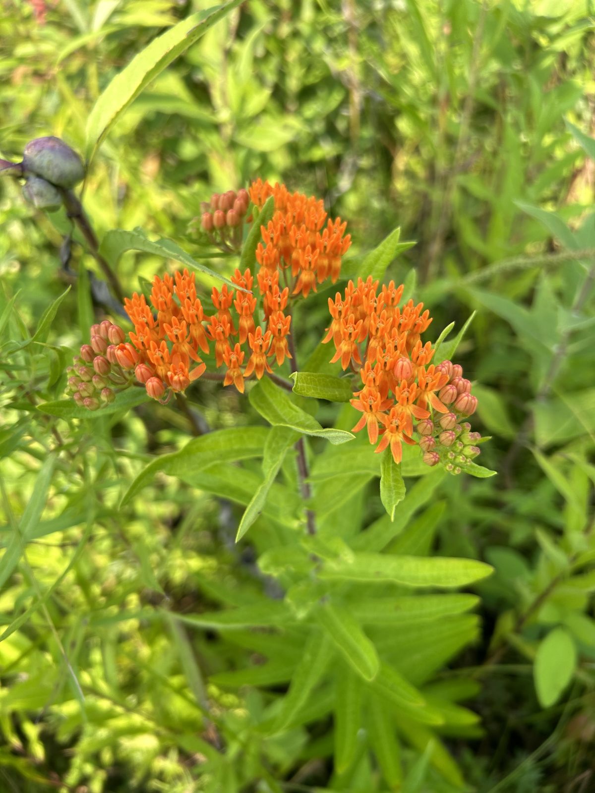 Bryantsburg Prairie Preserve - Butterfly Milkweed (Asclepias tuberosa)