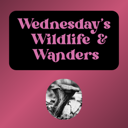 Wednesday's Wildlife & Wanders - Fungi!