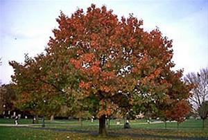 Northern Red Oak