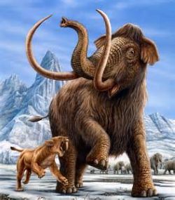 Ice Age Mammoths