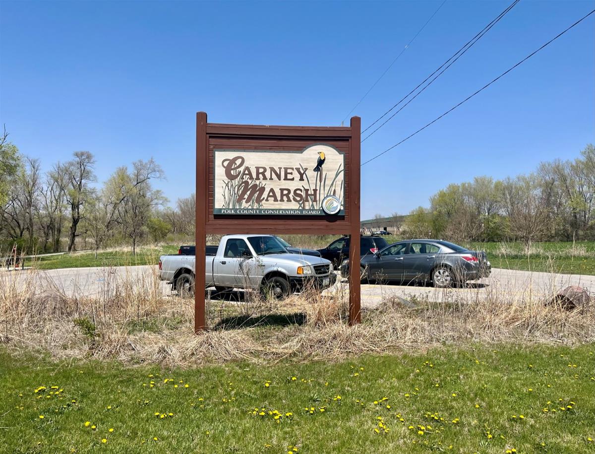 Carney Marsh