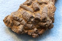 Fossils of Iowa