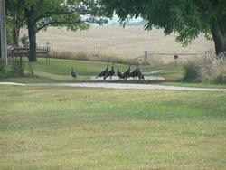 Intro to Turkey Hunting