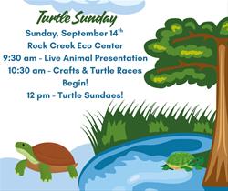 Turtle Sunday