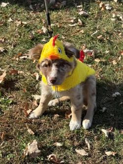 BARK Ranger Costume Parade (at Halloween Bash)