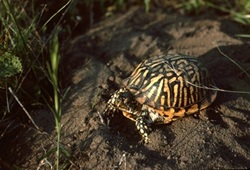 O.W.L.S. - Older Wiser Livelier Seniors - Neil Bernstein - Ecology of Ornate Box Turtles